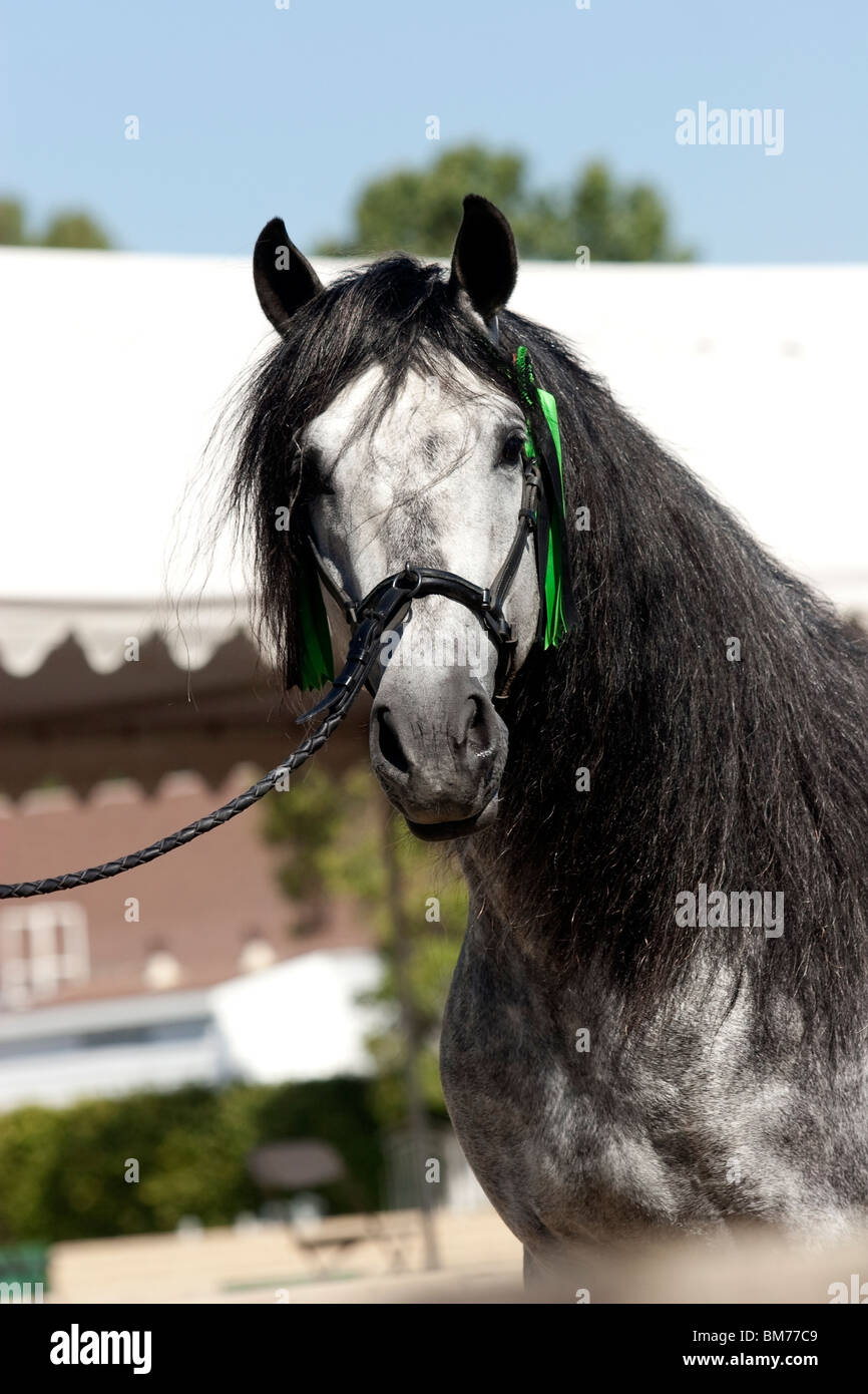 Portrait of an Andalusian stallion Stock Photo
