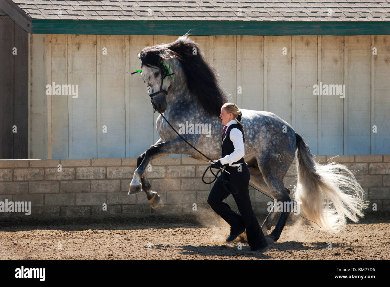 Andalusian show horse Stock Photo