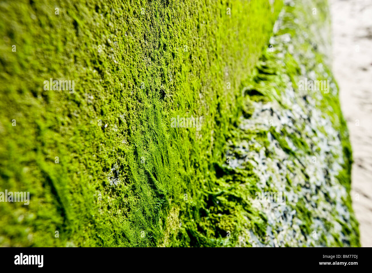 Wall weed london hi-res stock photography and images - Alamy