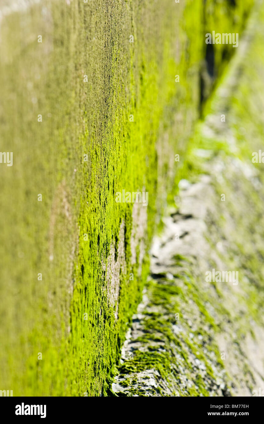Wall weed london hi-res stock photography and images - Alamy