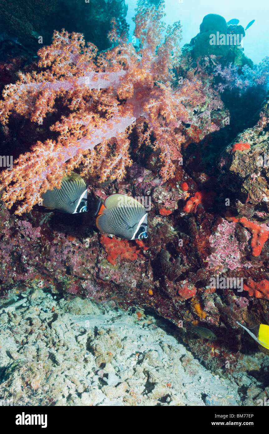 Collared Fish Collared or Redtail butterflyfish (Chaetodon collare) with soft coral ...