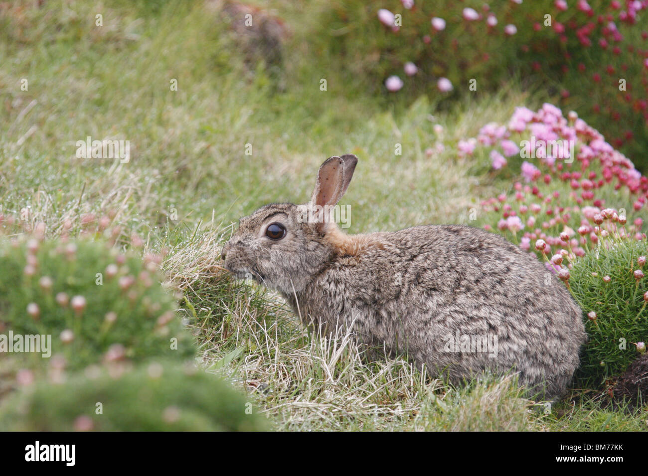 Rabbit (Oryctolagus cuniculus) amongst Sea Thrift (Armeria maritima) on Handa Island, Scotland Stock Photo