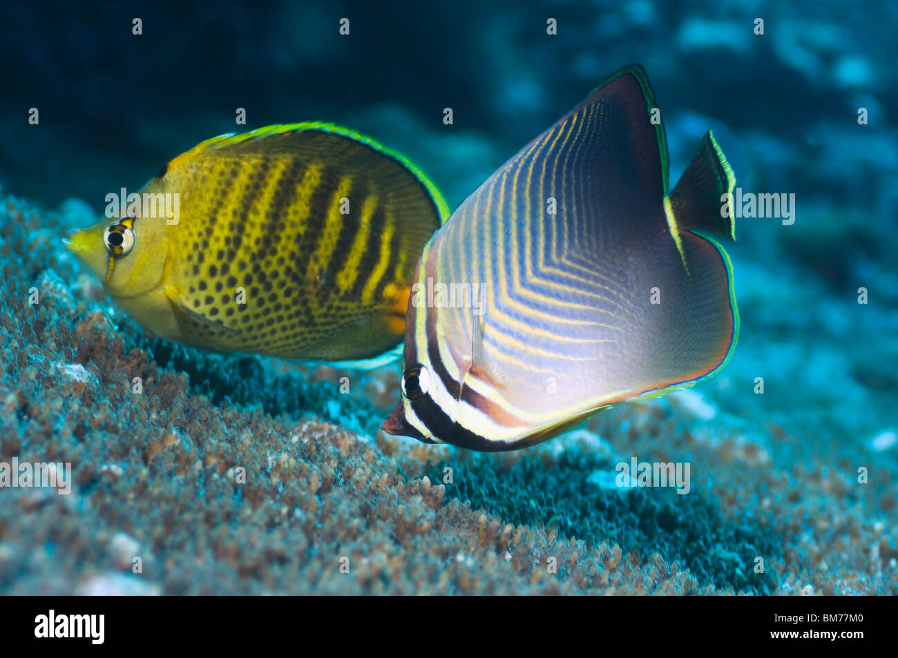 Eastern triangle butterflyfish  and a Dot-and-dash butterflyfish.   Misool, Raja Empat, West Papua, Indonesia Stock Photo