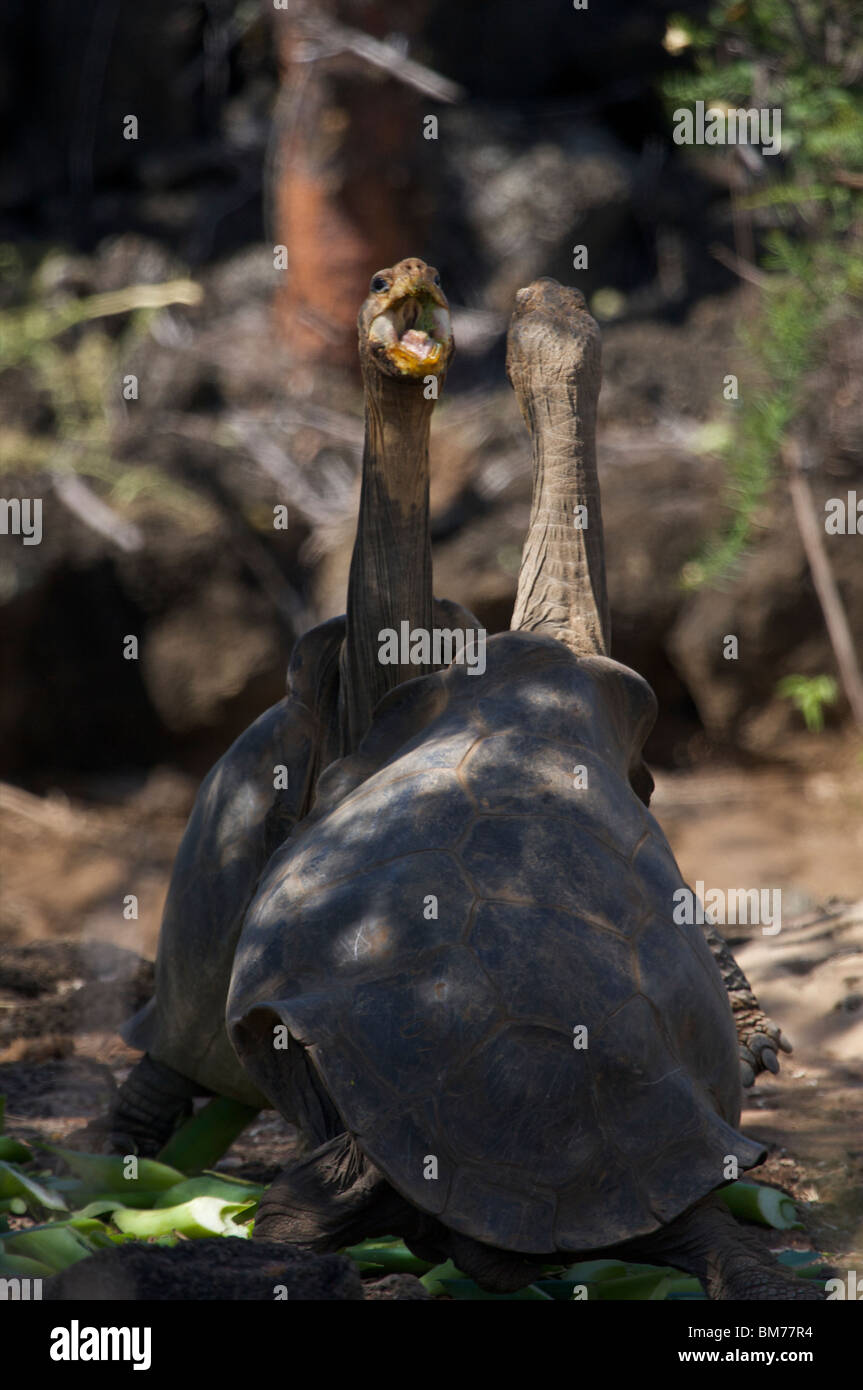 Santa Cruz Island Galapagos Islands Ecuador Endangered Pinta Tortoise Stock Photo