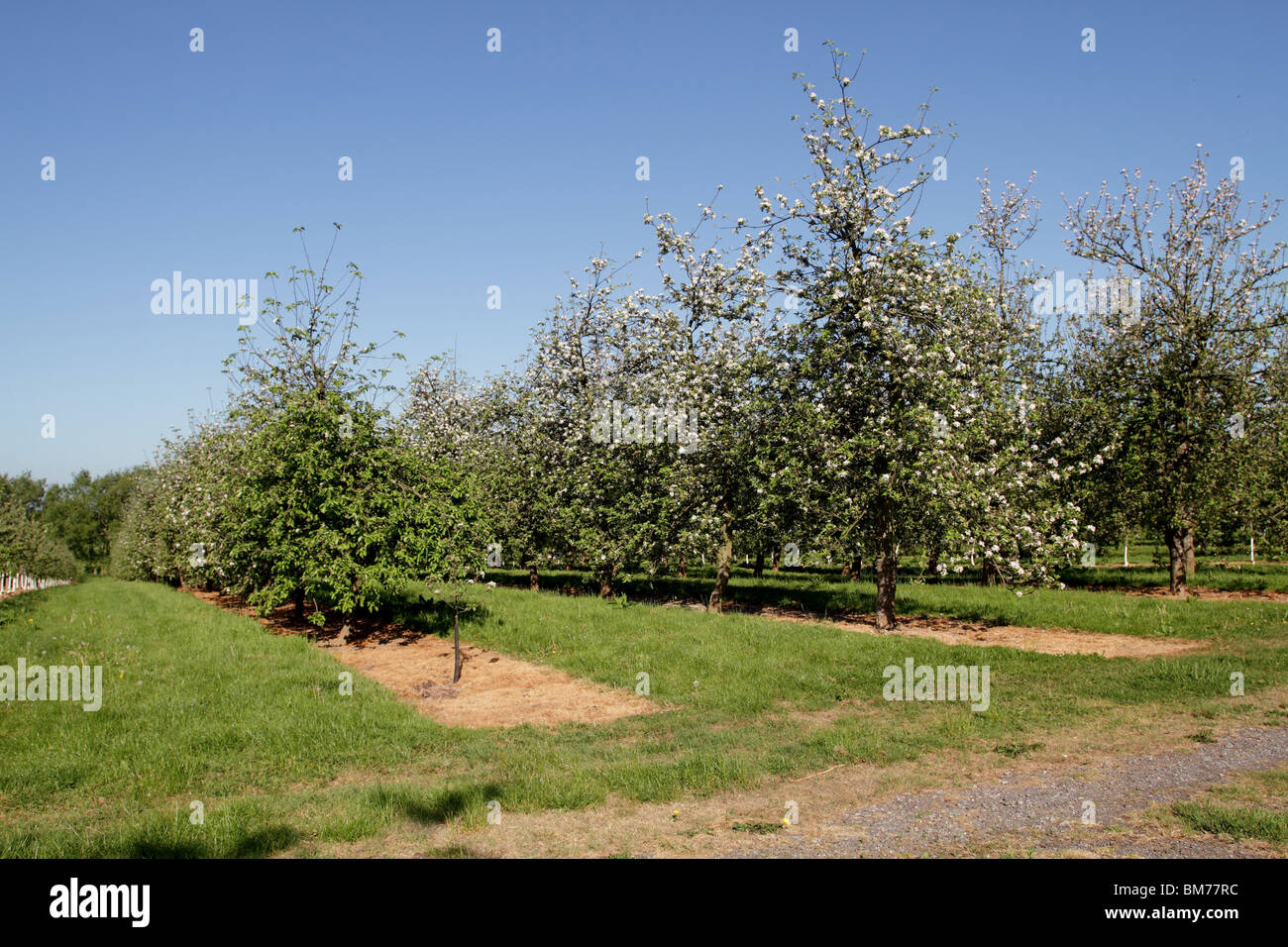 Cider apple orchard in Somerset, England Stock Photo Alamy