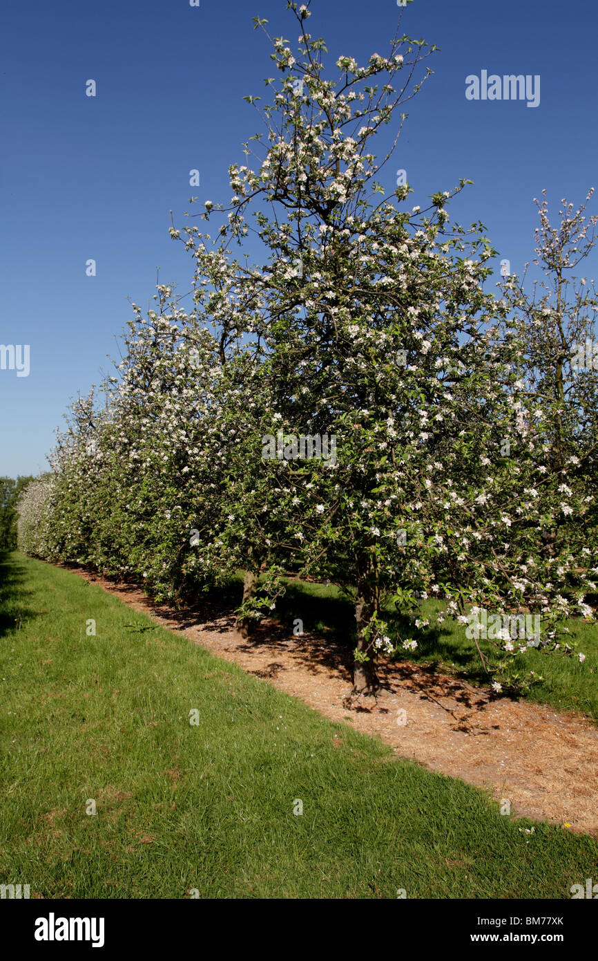 Mature cider apple trees in Somerset Stock Photo Alamy