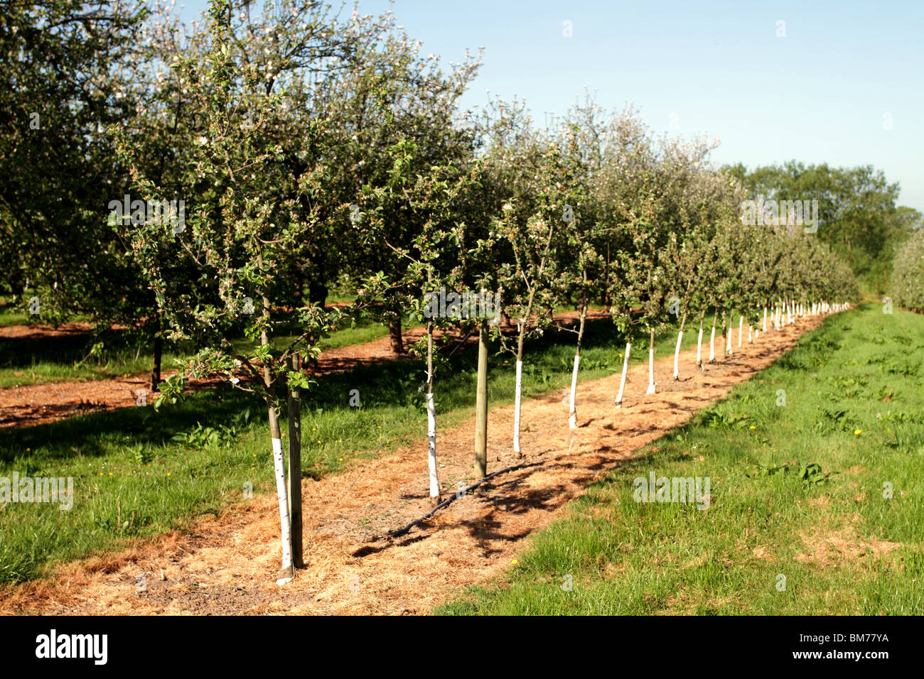 Young cider apple trees in an orchard Stock Photo Alamy