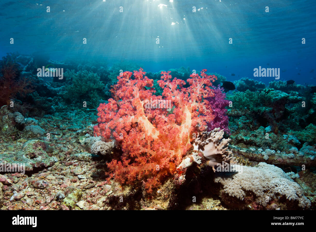 Soft coral (Dendronepthya sp) on reef. Red Sea. Stock Photo