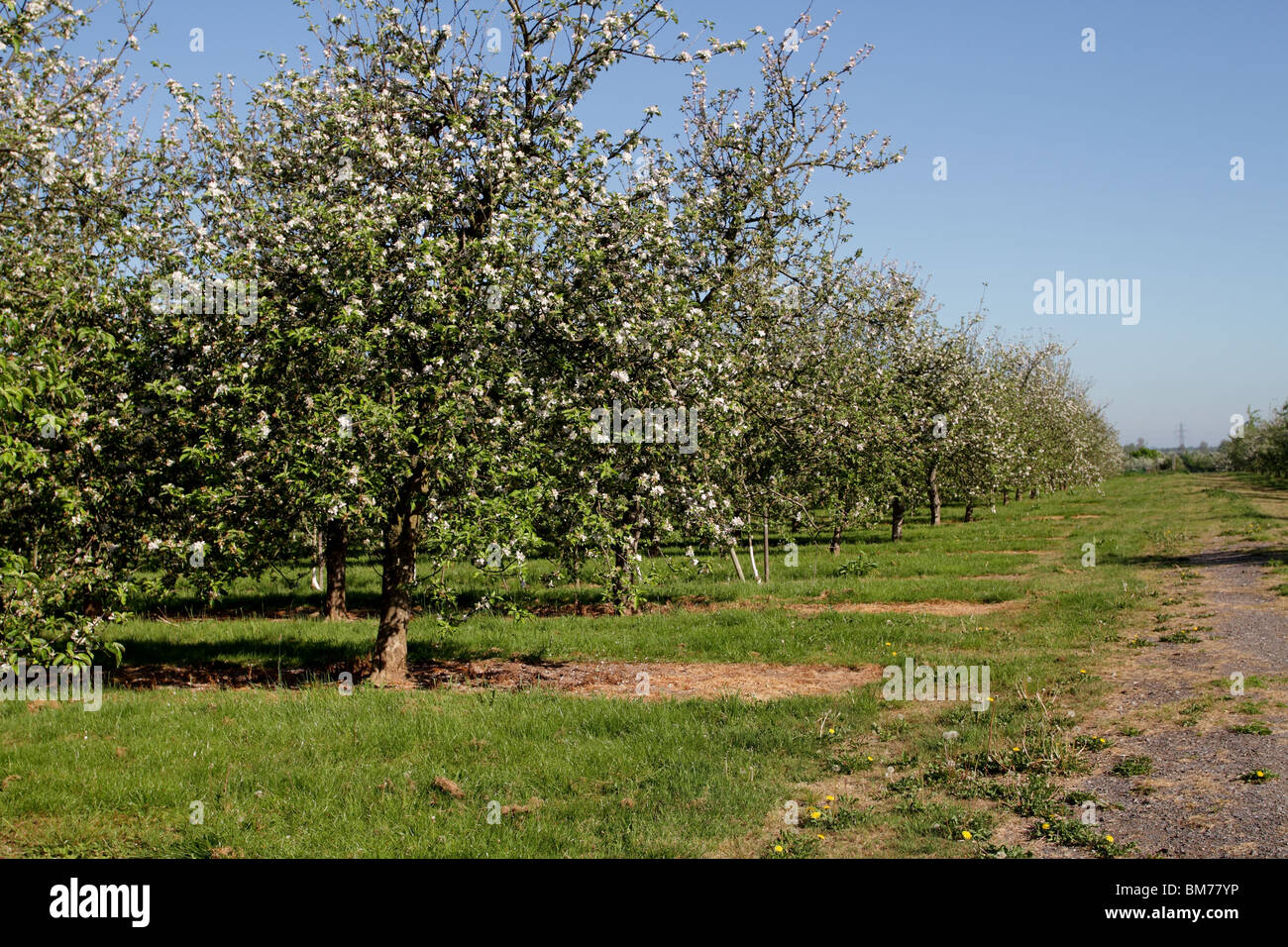 Mature cider apple trees in a Somerset orchard Stock Photo Alamy