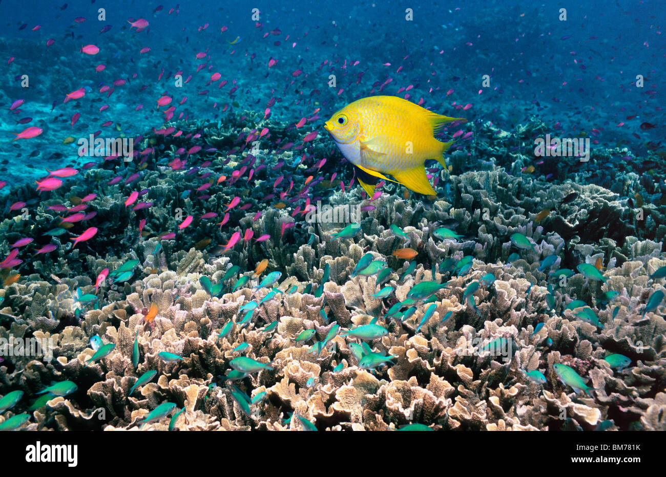 Golden Damsel Over Coral Reef With Anthias And Chromis Bunaken Indonesia Stock Photo Alamy