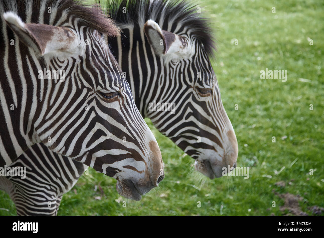 Grévy's Zebras in Whipsnade zoo, England Stock Photo Alamy
