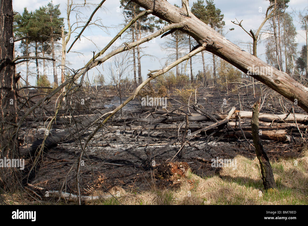 Heath Fire at the Ranges Chobham Stock Photo