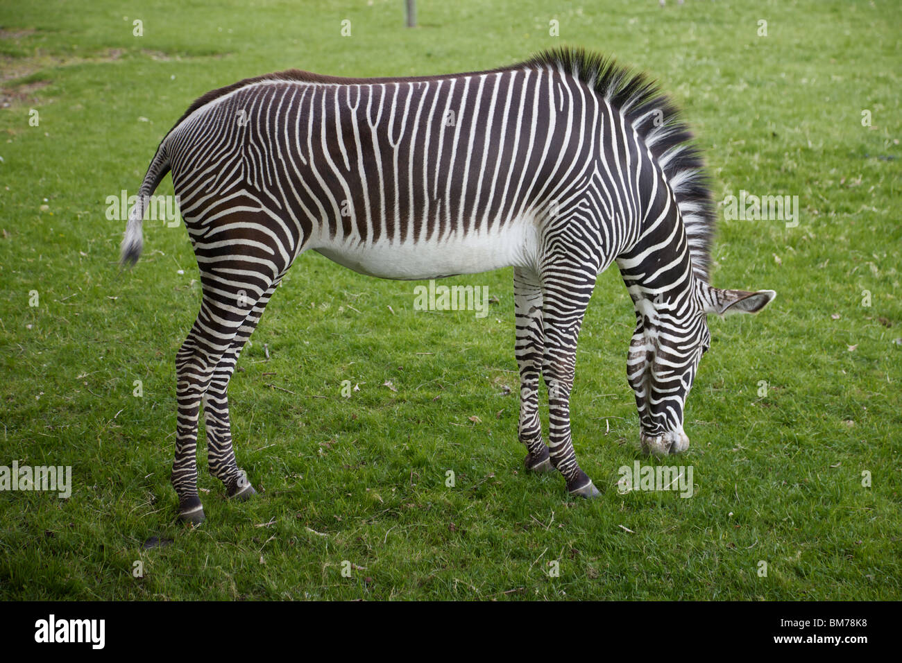 Grévy's Zebras in Whipsnade zoo, England Stock Photo Alamy