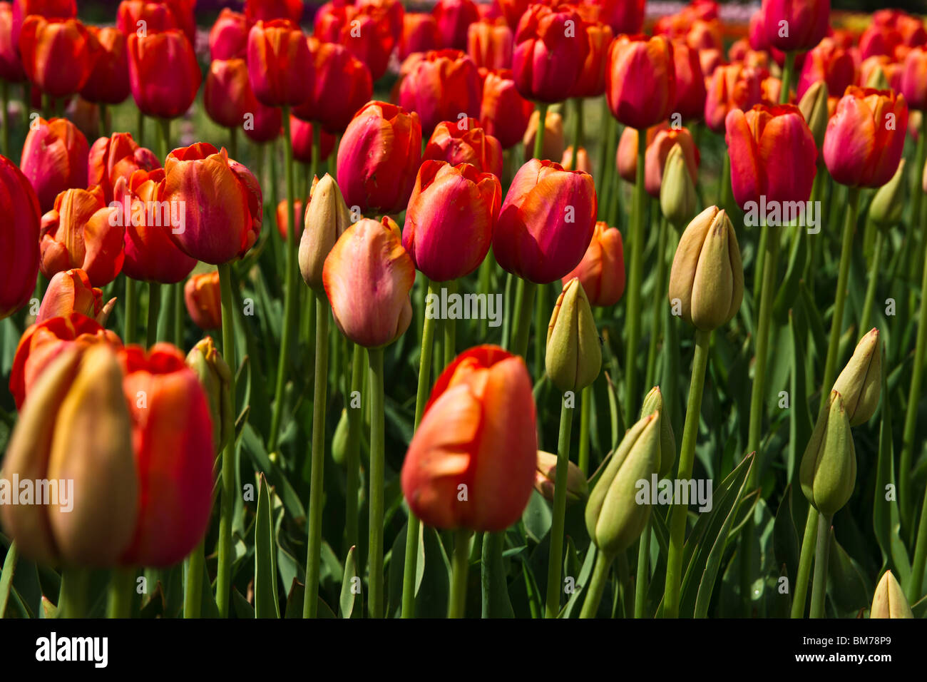Tulip time festival Dutch Holland Michigan in USA Close-up of blooming Avignon tulips in Holland Michigan top view from above hi-res Stock Photo