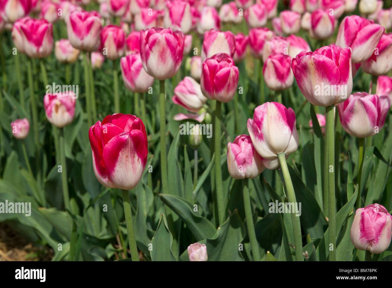 Tulip time festival Dutch Holland Michigan in USA Pink and white Dreamland tulips in Holland Michigan hi-res Stock Photo