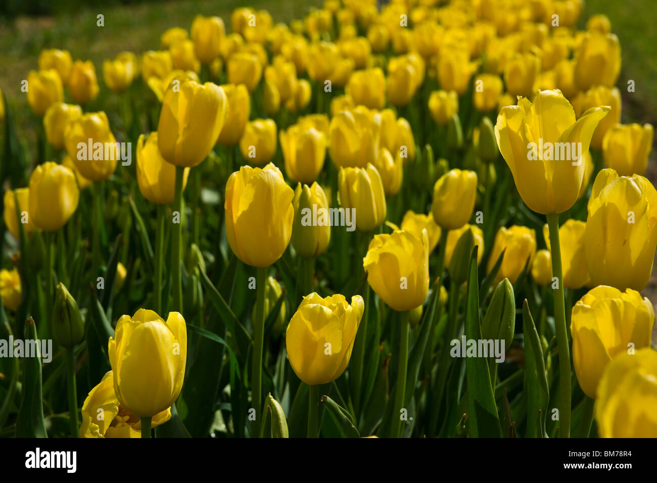 Field of yelllow Mrs. JT Scheep tulips in Holland Michigan from above top view Stock Photo