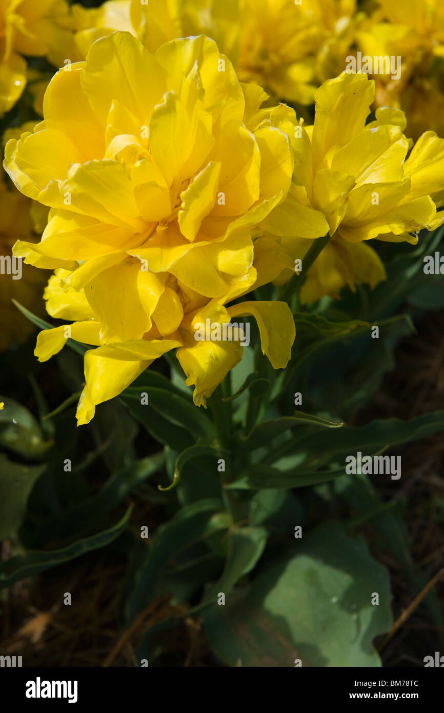 Holland hi res hires stock photography and images Alamy