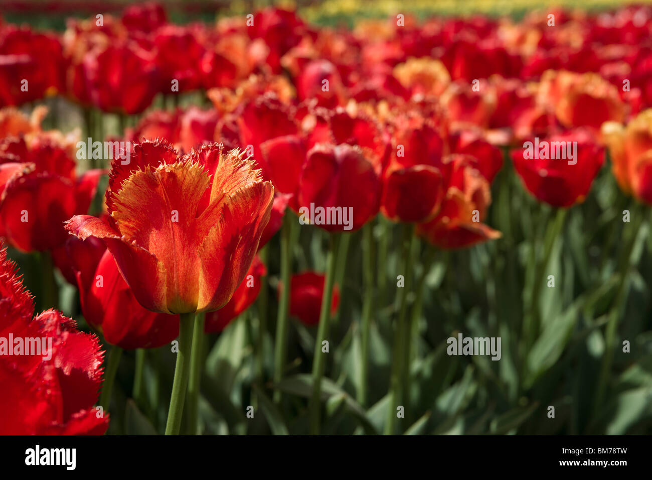 Tulip time festival Dutch Holland Michigan in USA Field of Fringed Apeldoorn tulips in a flowering garden hi-res Stock Photo