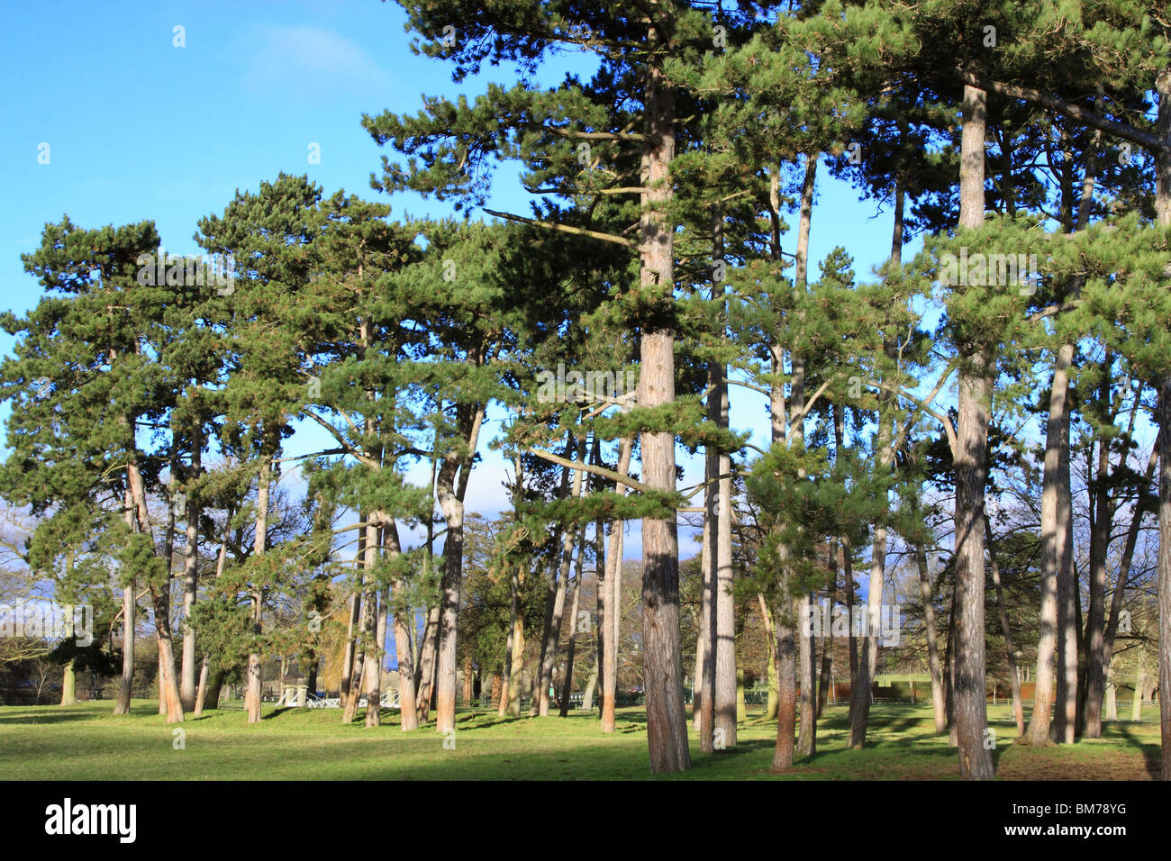 Pine trees in landscaped grounds, England, UK Stock Photo