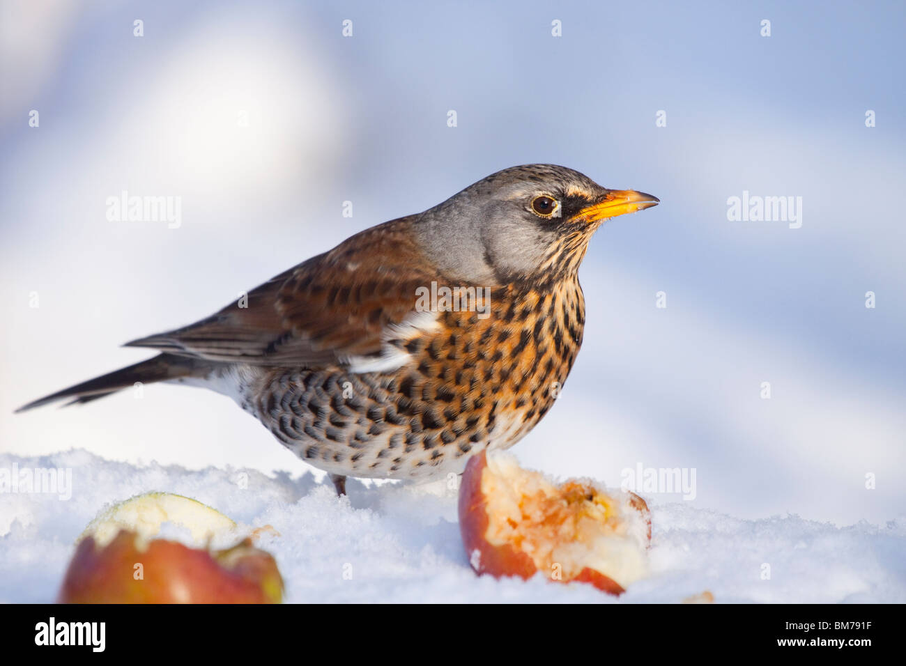 Fieldfare in winter snow, England, UK Stock Photo