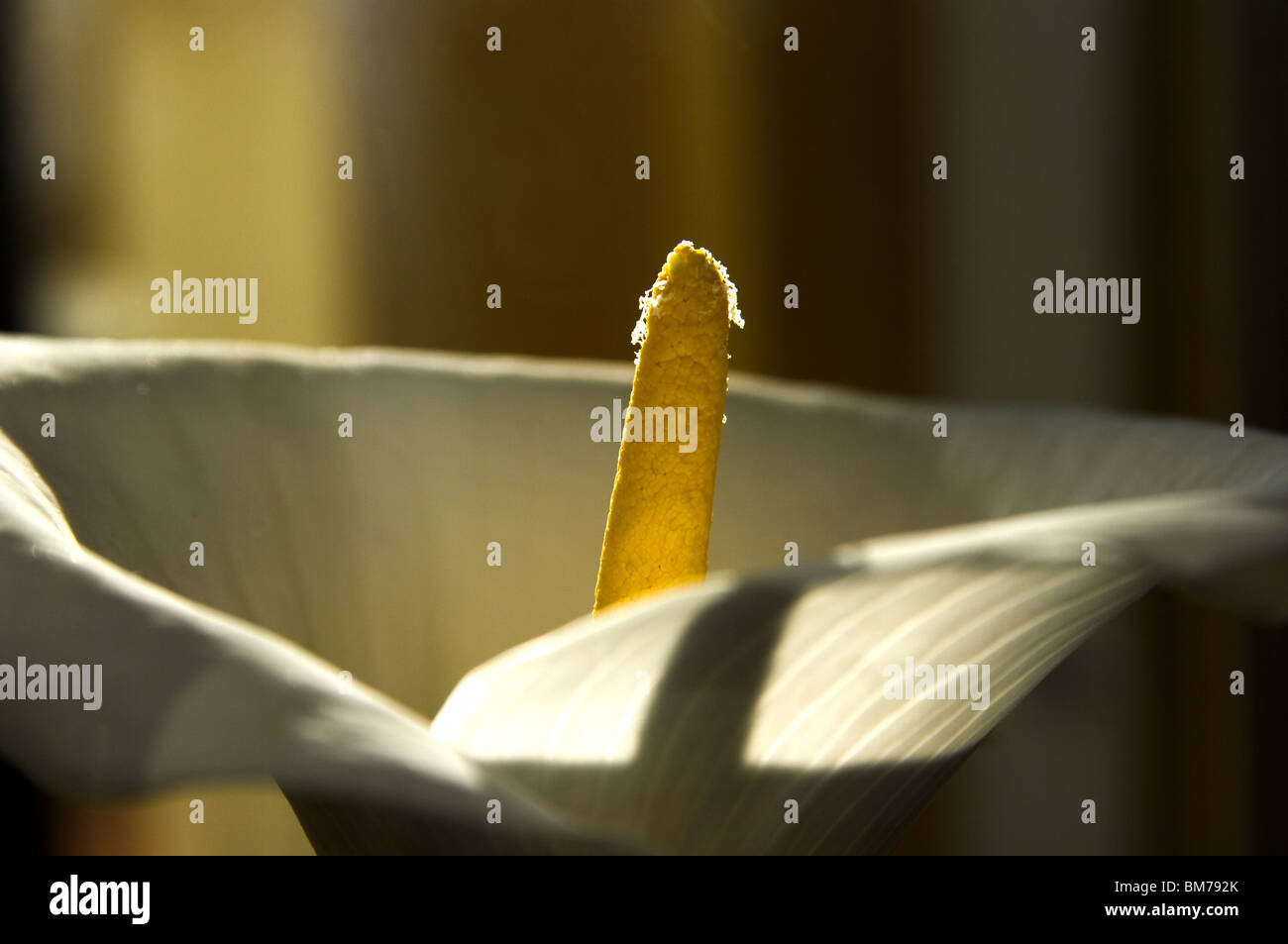 Yellow funnel shaped flower hi-res stock photography and images - Alamy