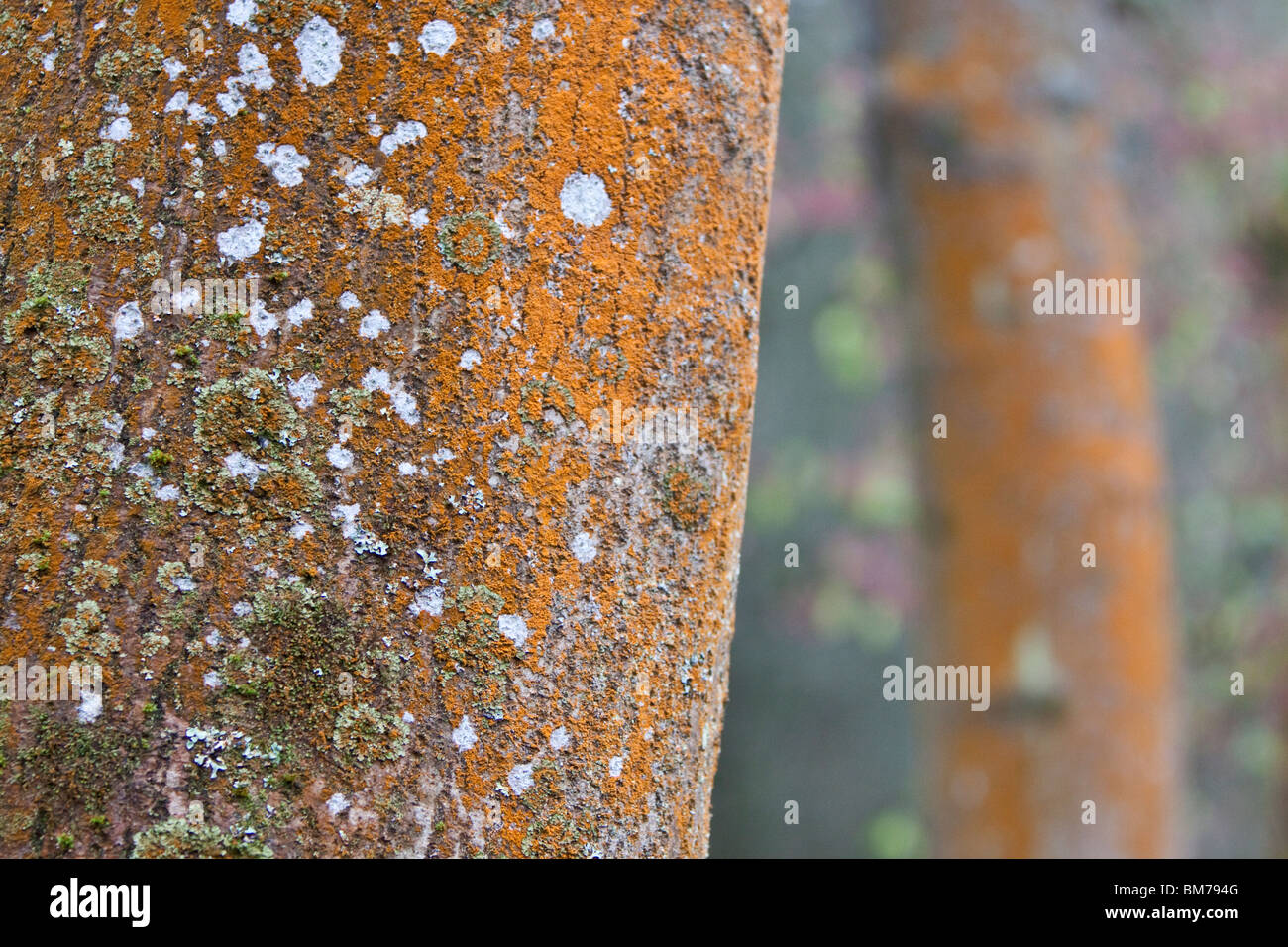 Ash tree with Spindle Berry bush in background, England, UK Stock Photo