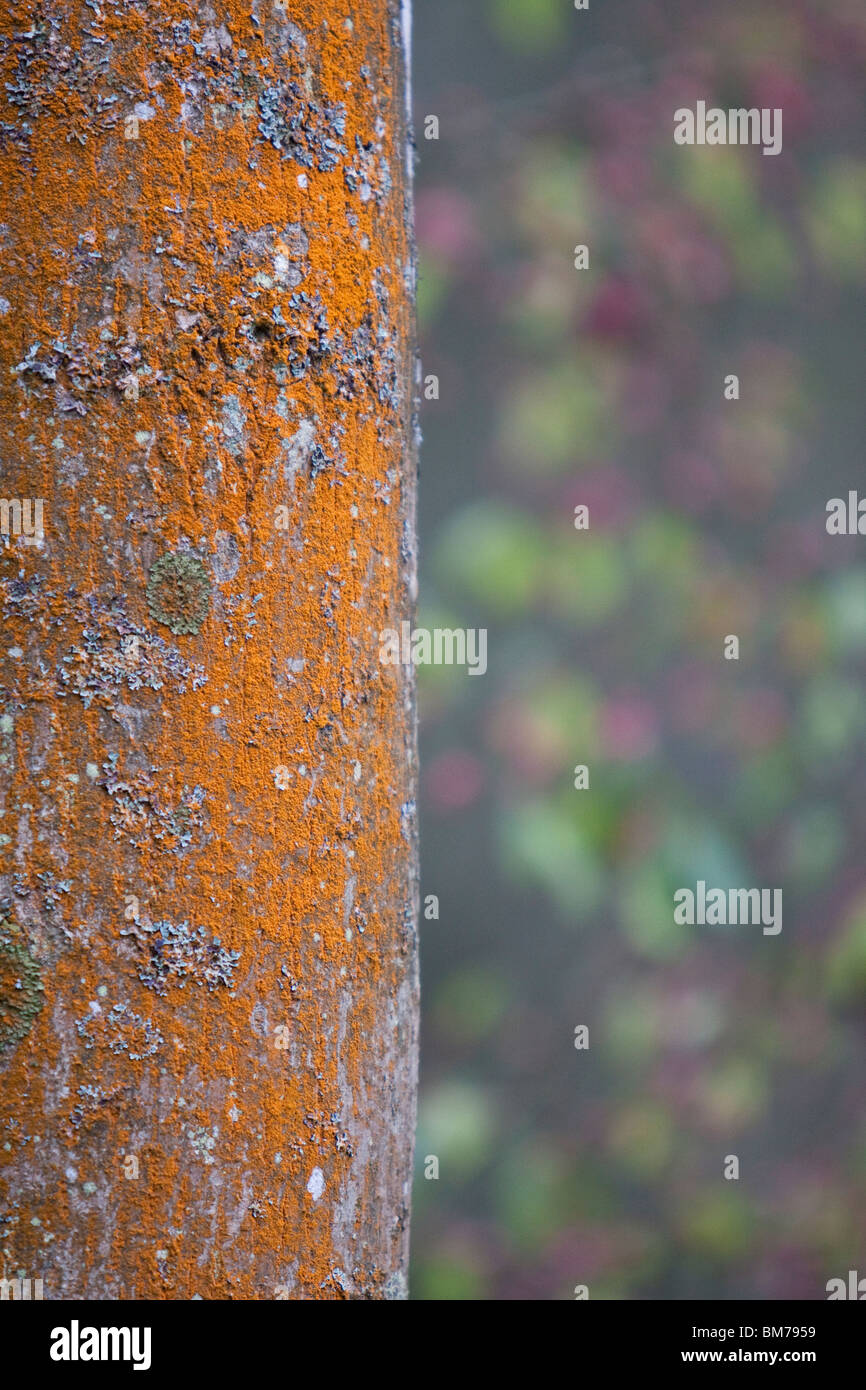 Ash tree with Spindle Berry bush in background, England, UK Stock Photo