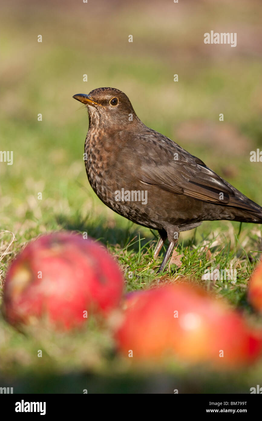 Female Blackbird "Turdus merula" feeding on fallen apples in orchard, England, UK Stock Photo