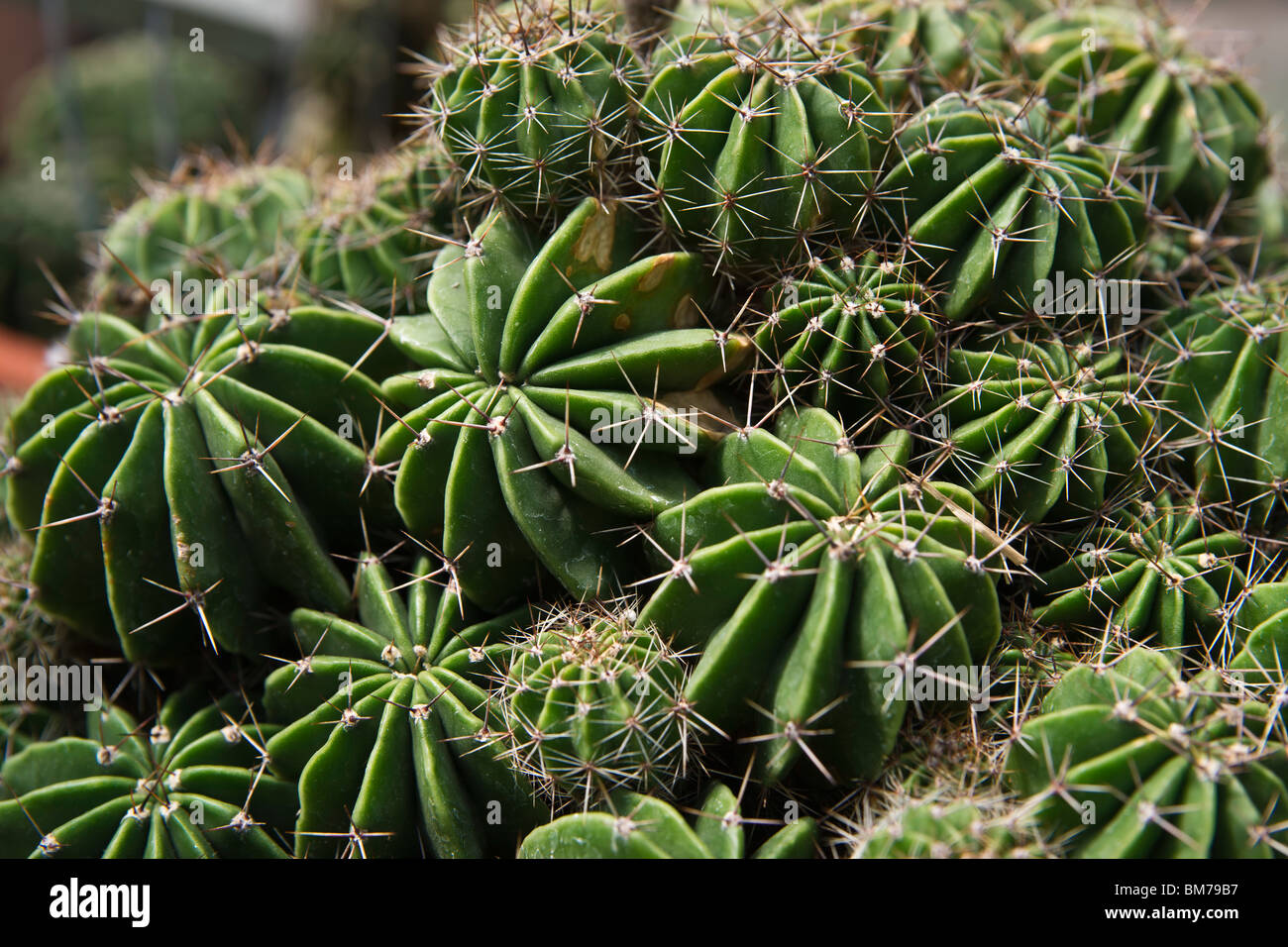 Close-up of echinopsis multiplex cactus plant succulents hi-res Stock Photo