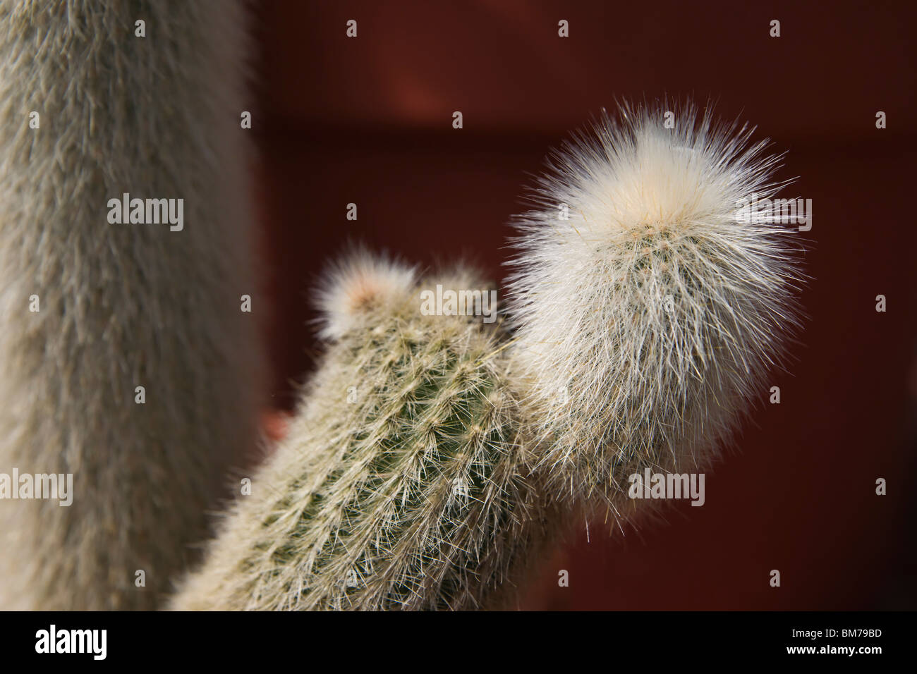 Silver torch cactus Cleistocactus strausii close-up Wooly torch hi-res Stock Photo