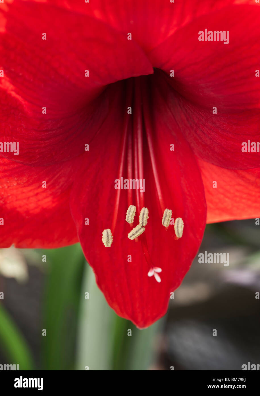 Closeup of Blooming red Amaryllis Belladonna Lily flower head with