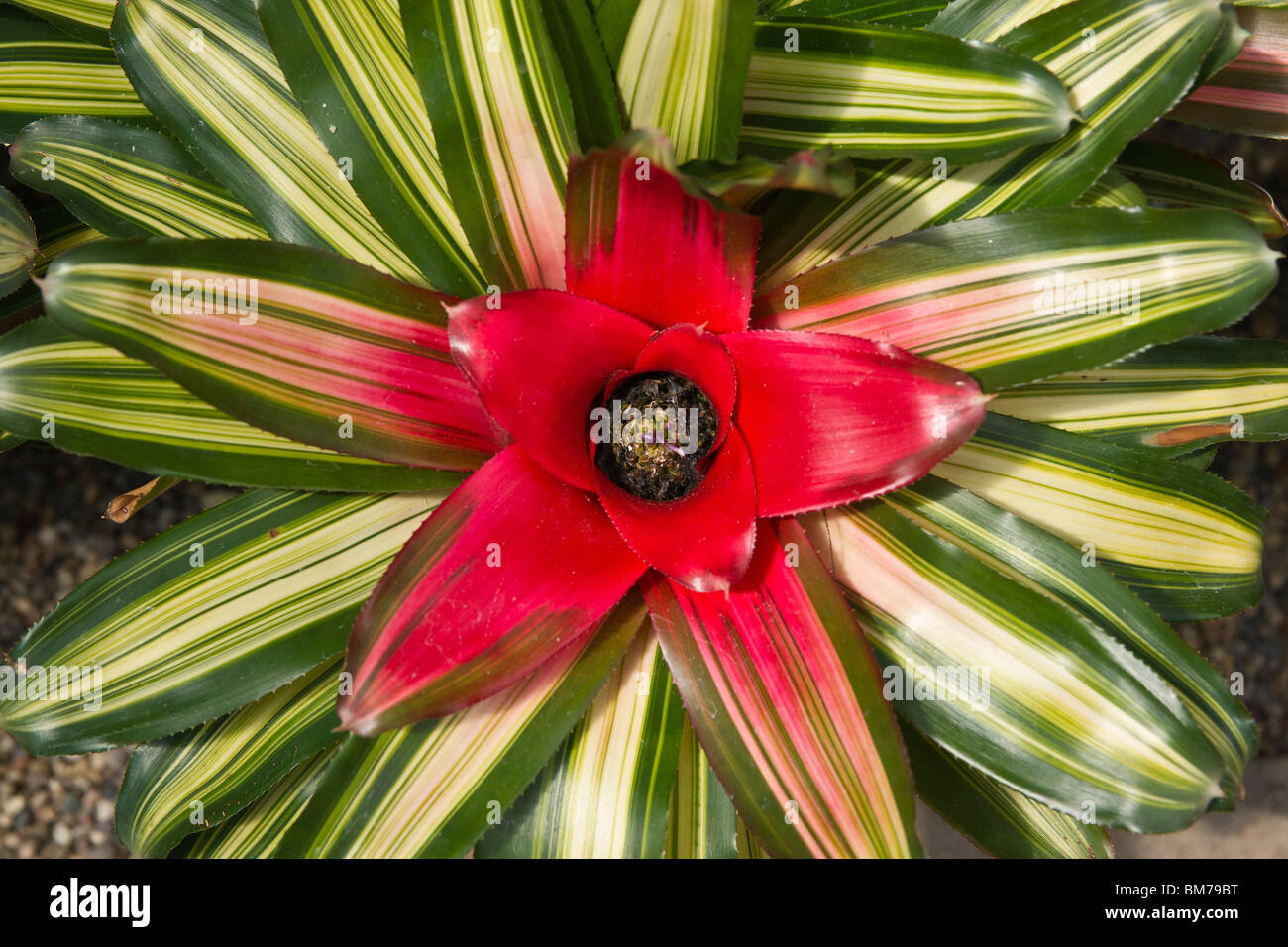 Bromeliad neoregelia hi-res stock photography and images - Alamy