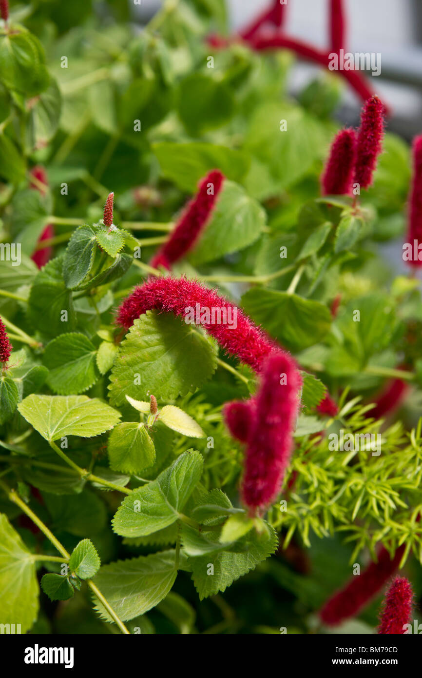 Philippines Medusa plant with furry red flowers Acalypha hispida Chenille hi-res Stock Photo