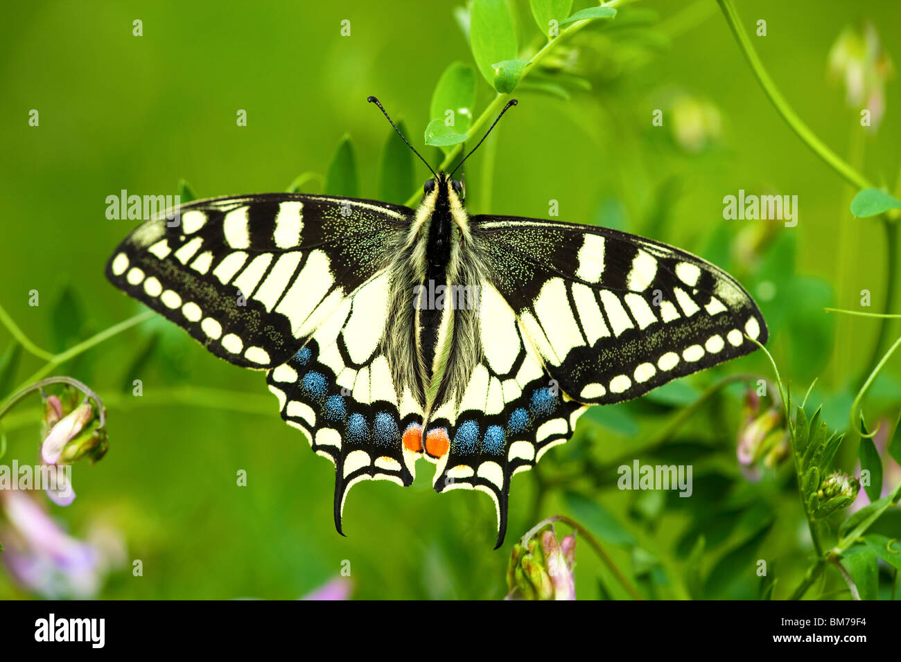 SWALLOWTAIL BUTTERFLY (Papilio machaon) Stock Photo