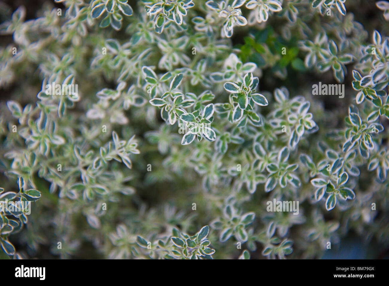 Lemon Thyme in the garden Stock Photo Alamy