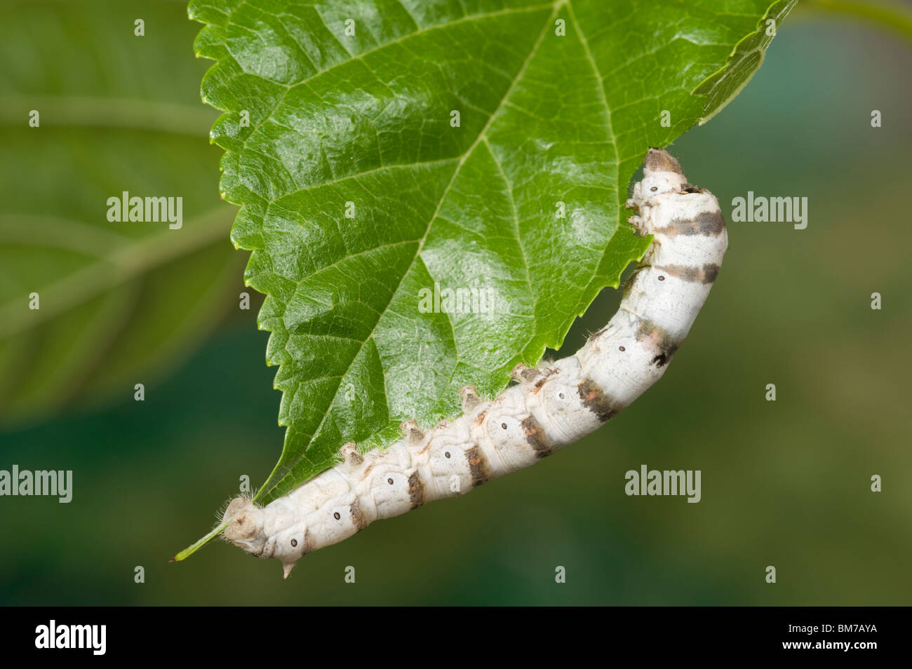 Silkworm caterpillar feeding on mulberry leaf Stock Photo