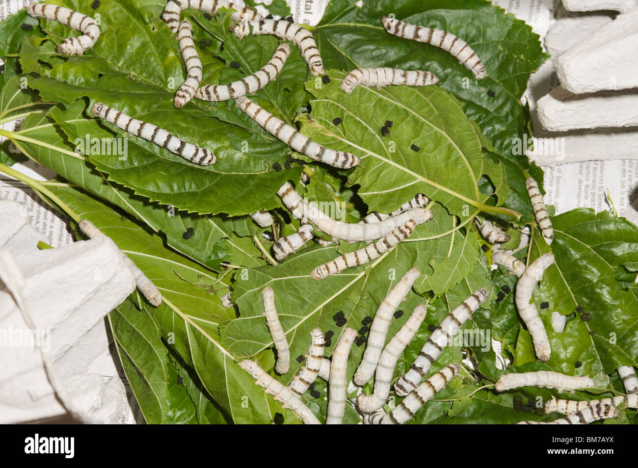 Silkworm caterpillars feeding on mulberry leaves Stock Photo