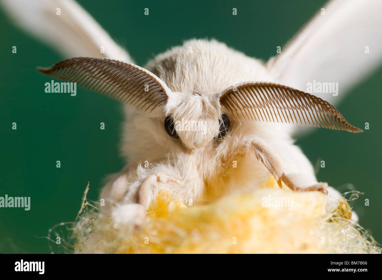 Newly emerged silkworm moth on its cocoon Stock Photo Alamy