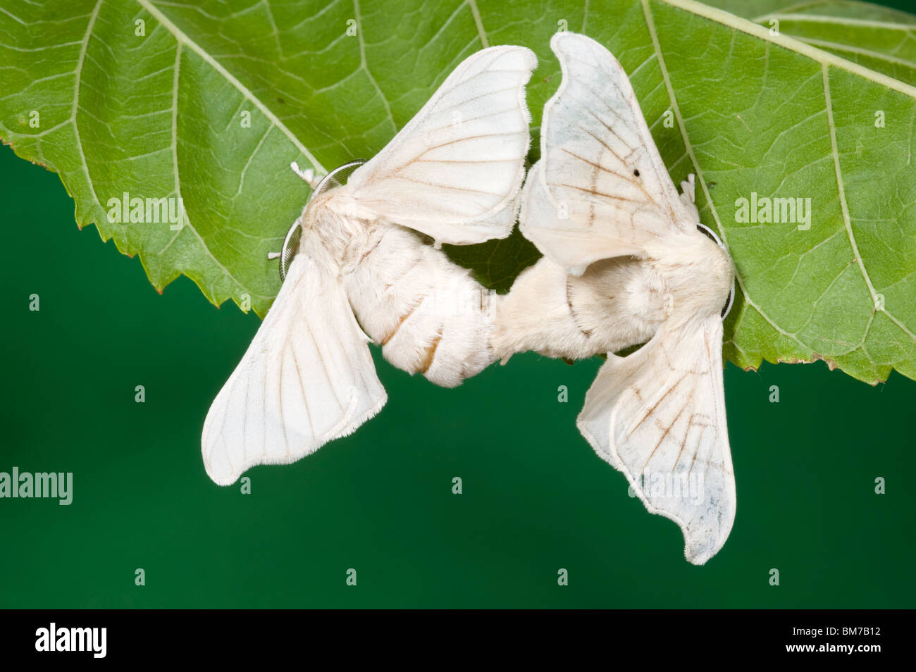 Mating pair of silkworm moths Stock Photo