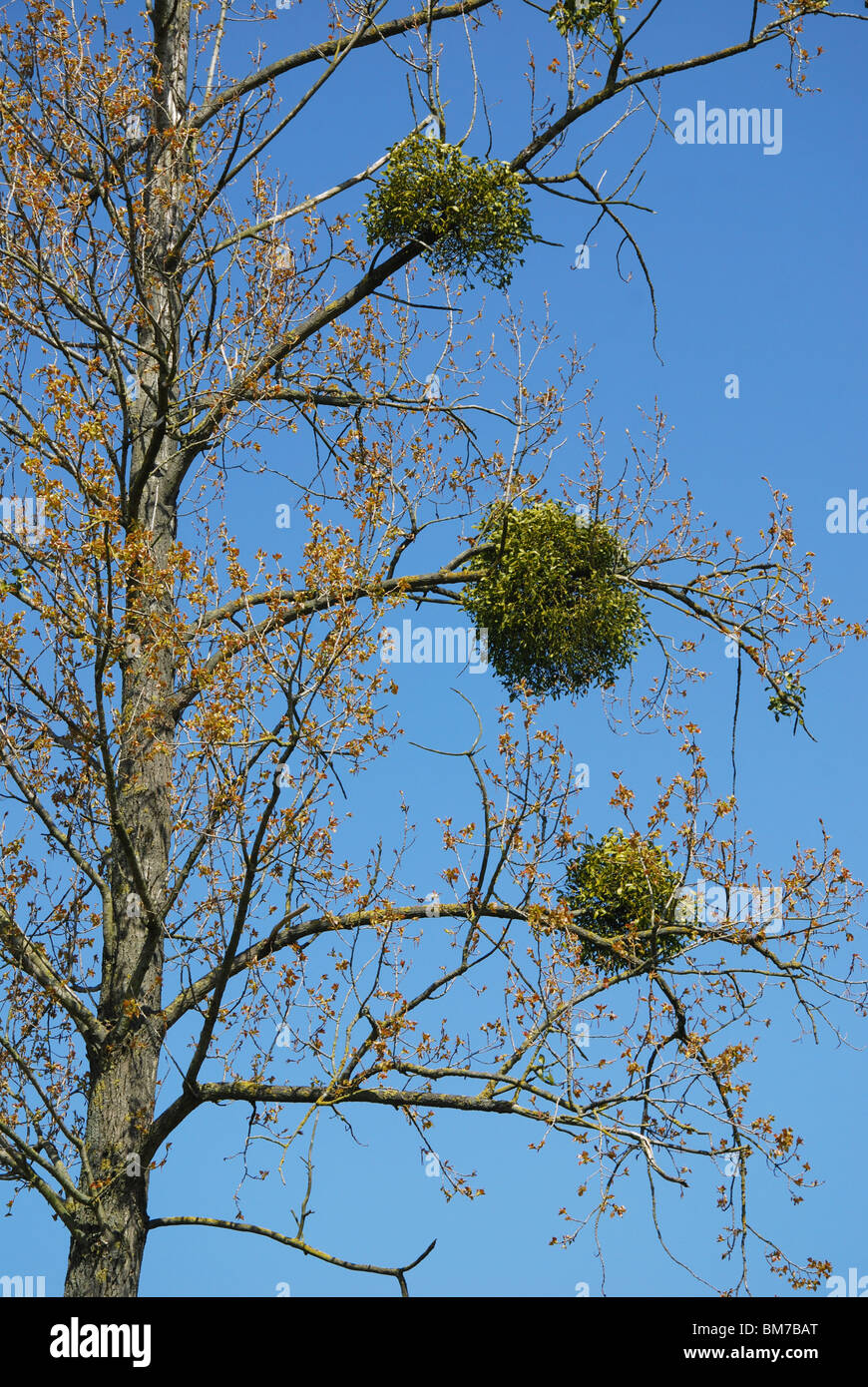 oak tree with European mistletoe Haspengouw Belgium Stock Photo