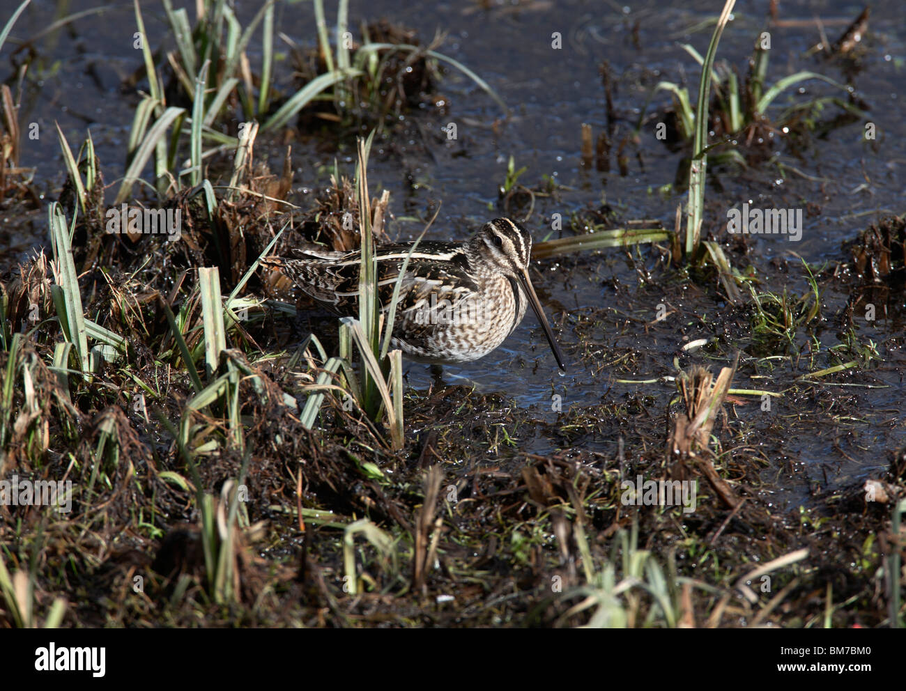 Snipe (Gallinago gallinago) standing in marshy ground Stock Photo Alamy Snipe (Gallinago gallinago) standing in marshy ground Stock Photo Alamy
