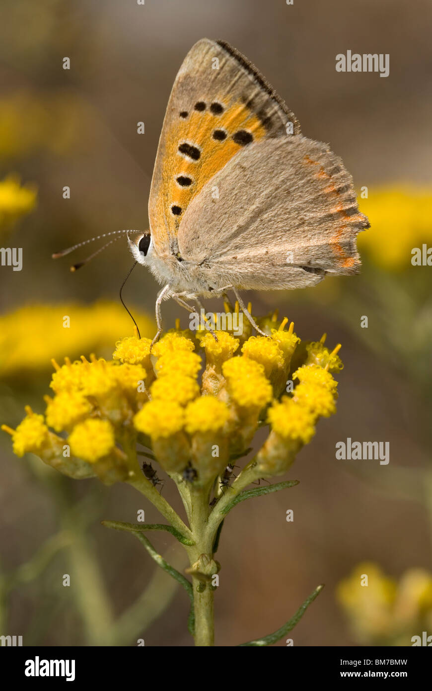 Small copper (Lycaena phlaeas) on Curry plant flower (Helichrysum italicum) Stock Photo
