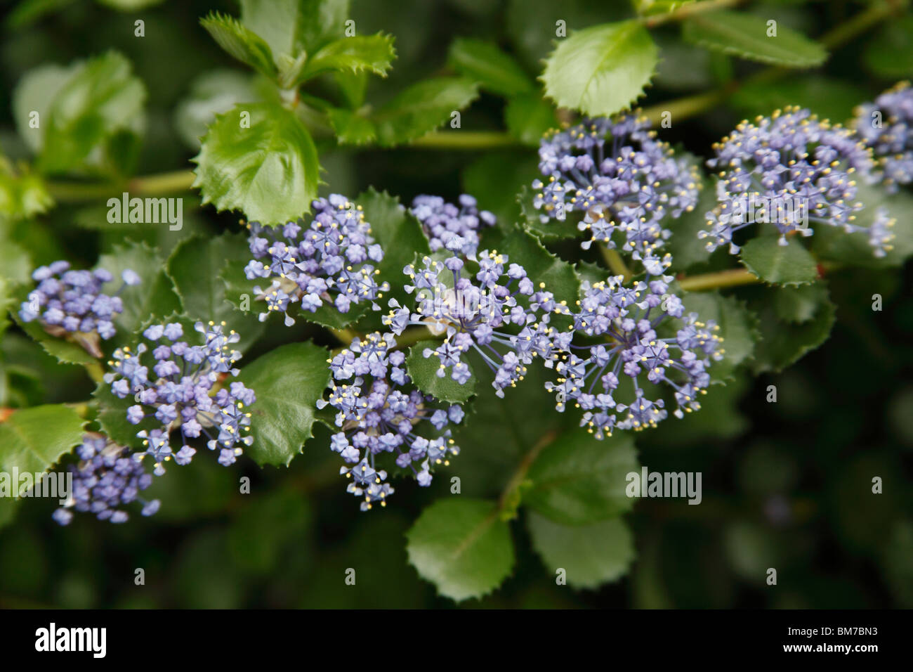 Californian lilac (Ceanothus) close up of flower Stock Photo