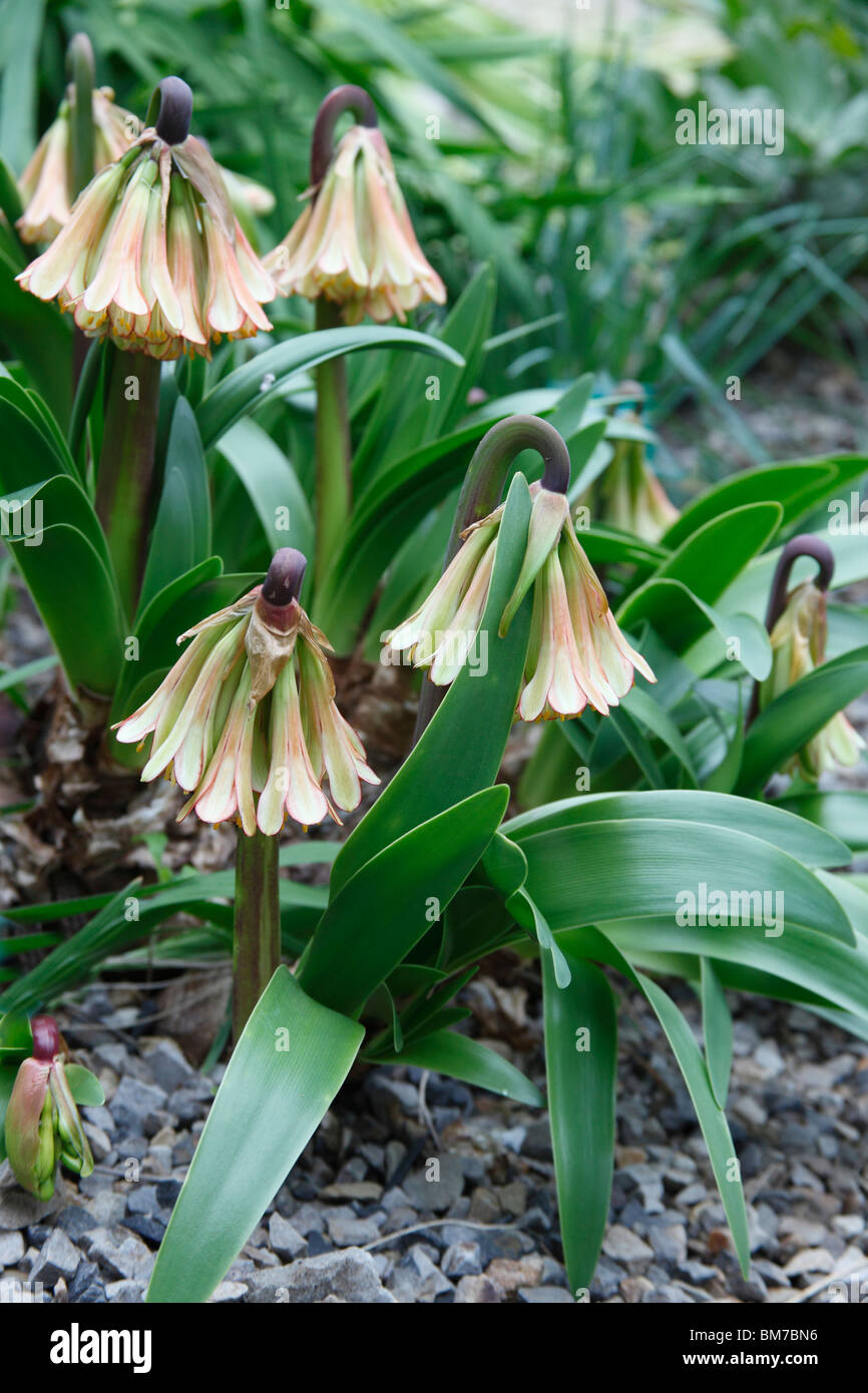 Cyrtanthus falcatus plant in flower Stock Photo
