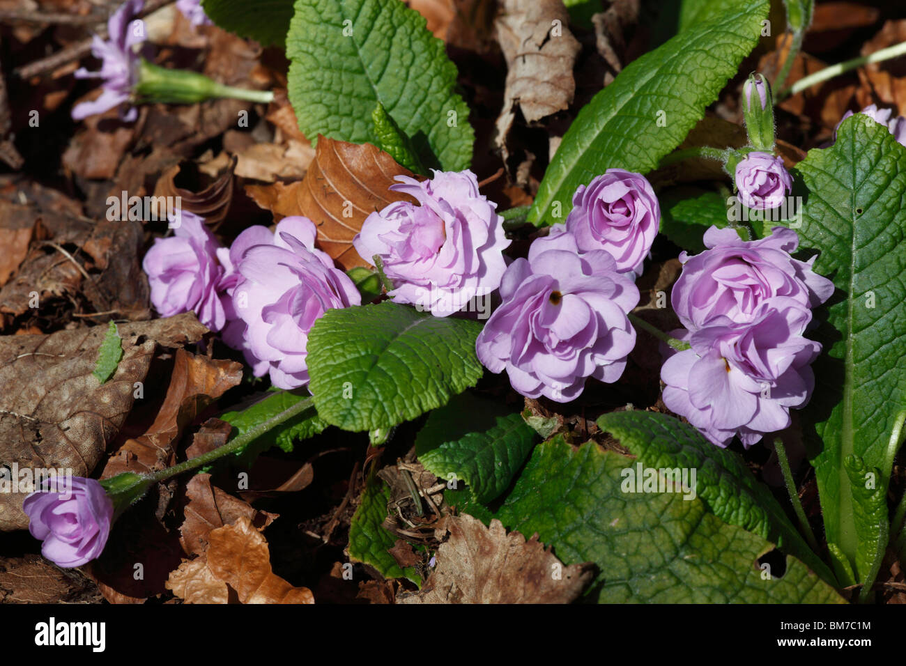 Primrose (Primula vulgaris Marie Crousse) plant in flower Stock Photo