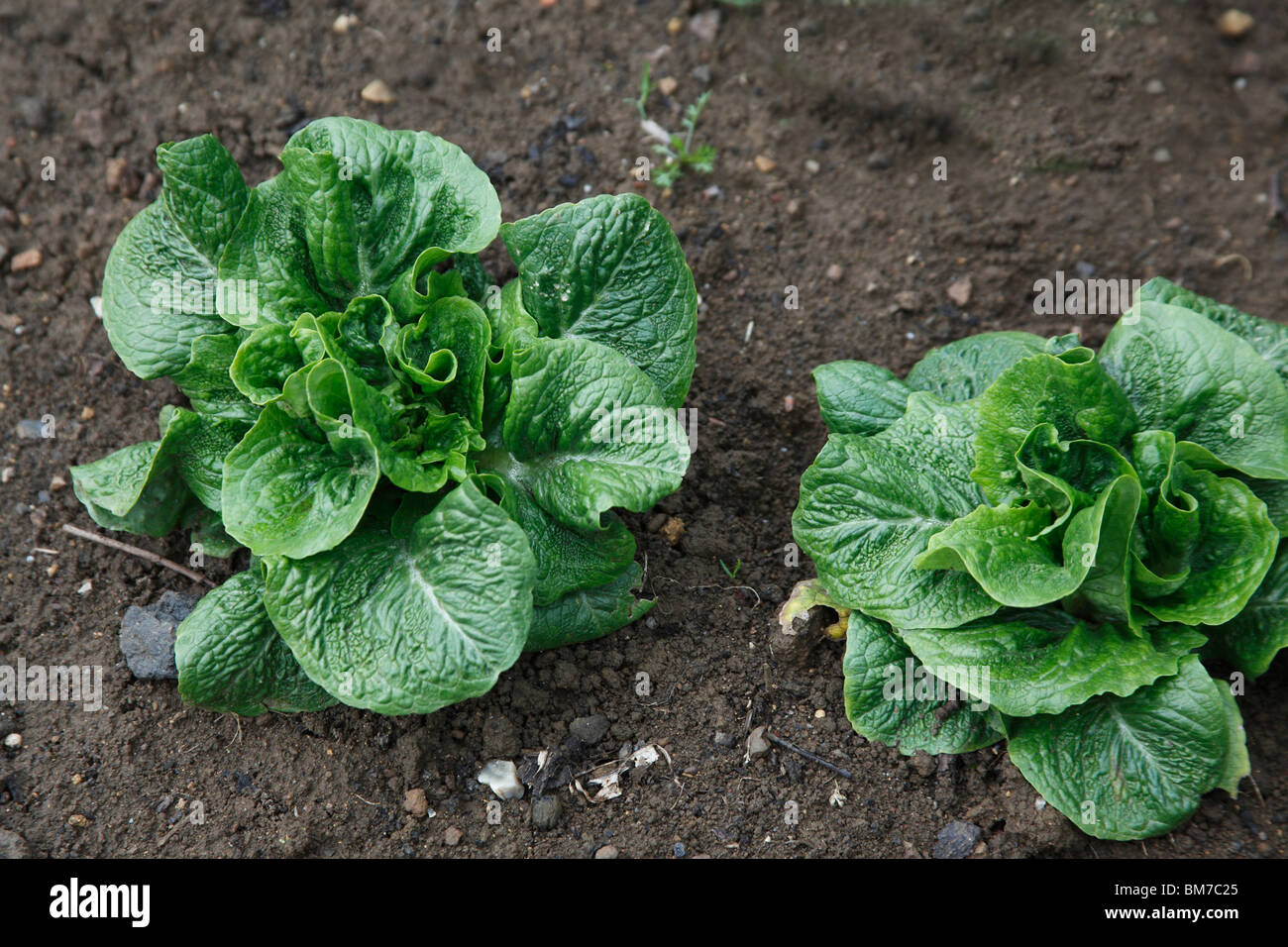Lettuce Winter density close up of maturiing plant Stock Photo