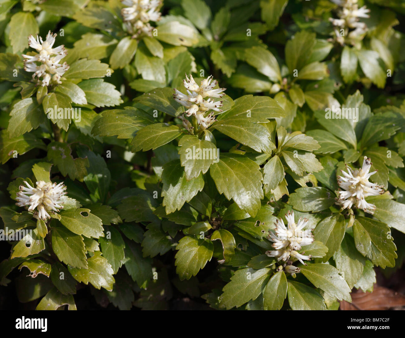 Pachysandra terminalis plants in flower Stock Photo