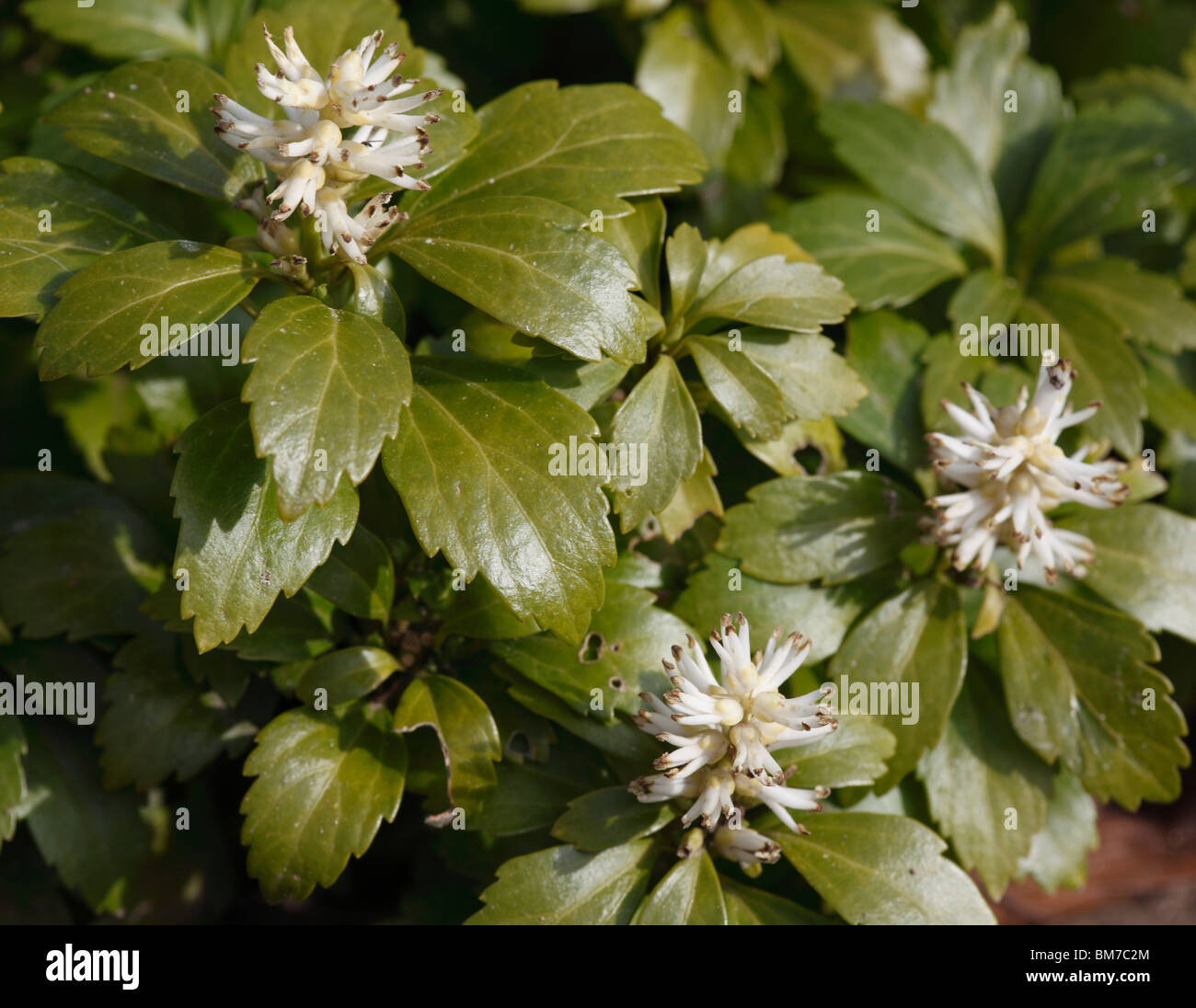 Pachysandra terminalis plants in flower Stock Photo