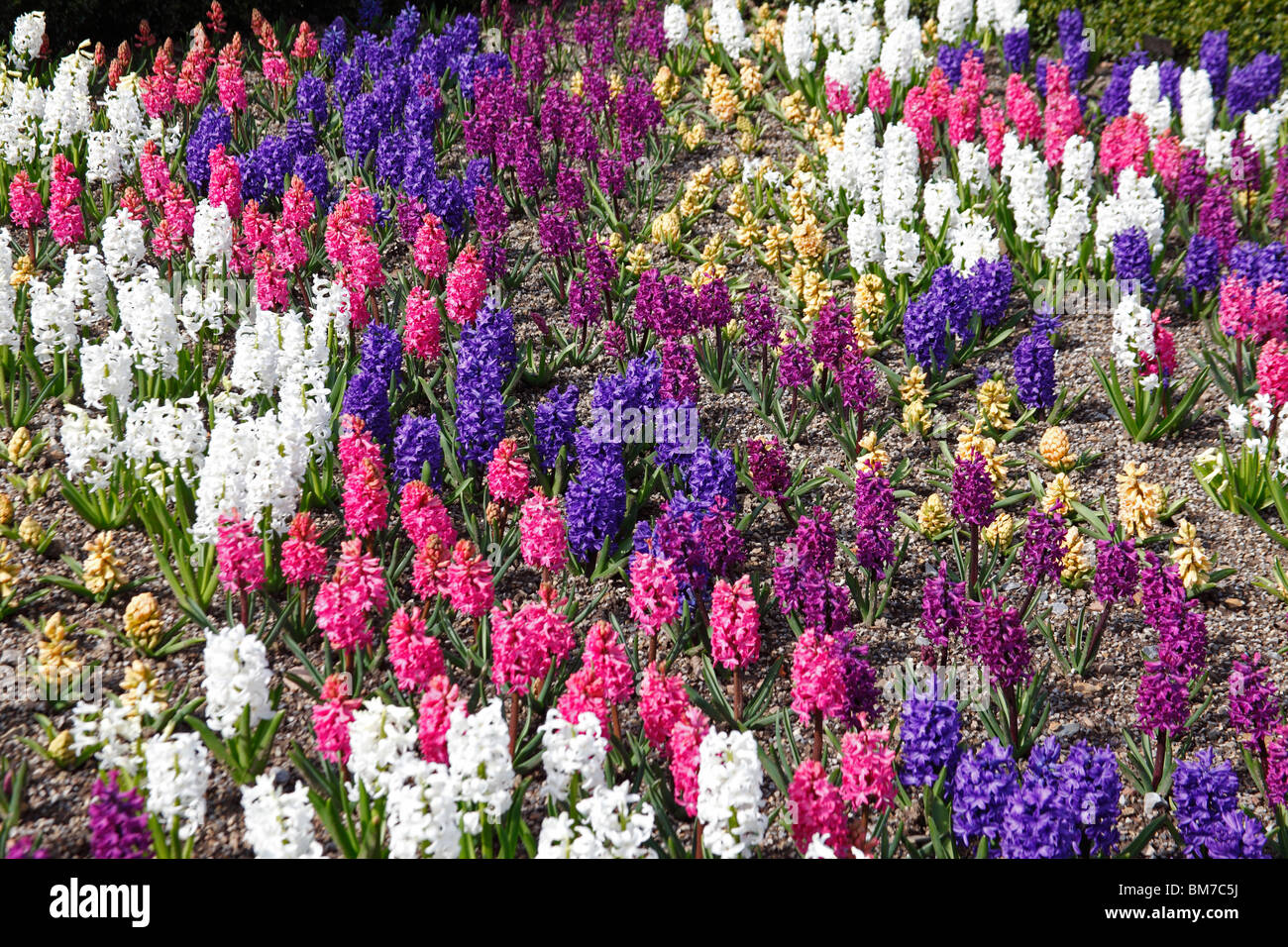 Hyacinthus mixed varies in formal bed Stock Photo