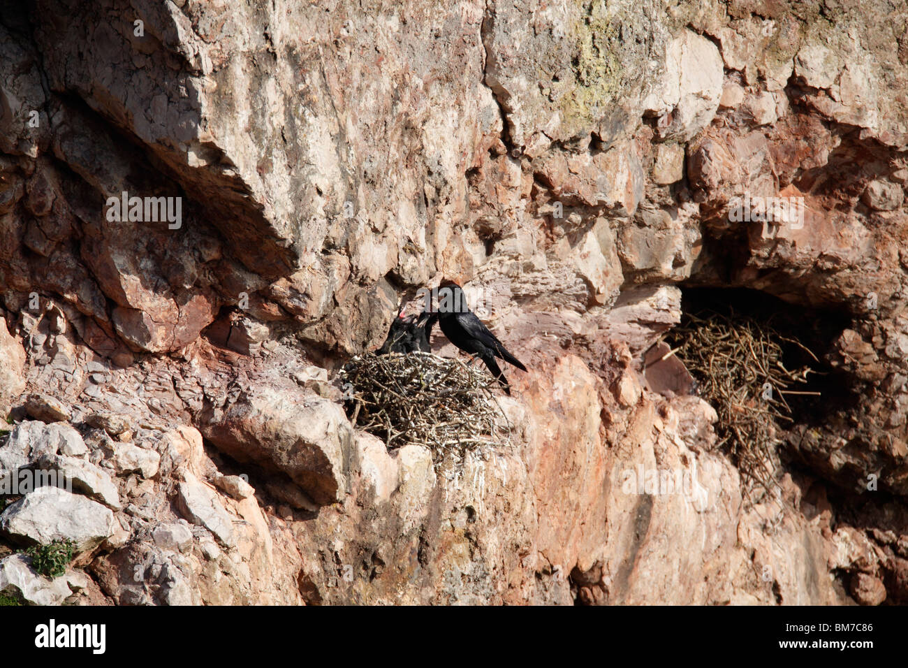 Raven (Corvus corax) feeding young at nest on cliff Stock Photo